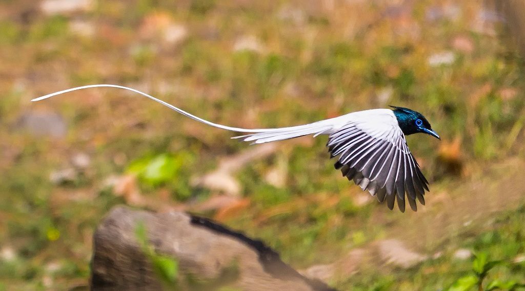 Kilbury Bird Sanctuary
